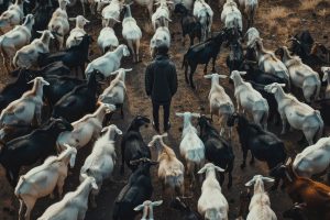 Man standing in the middle of goats, high quality photo or image, with space for text or copy space, high detail, 8k --ar 3:2 --v 6 Job ID: 21b4a9ce-036d-4282-878c-2dea322cbf41